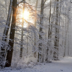 The sun comes through a snowy tree landscape